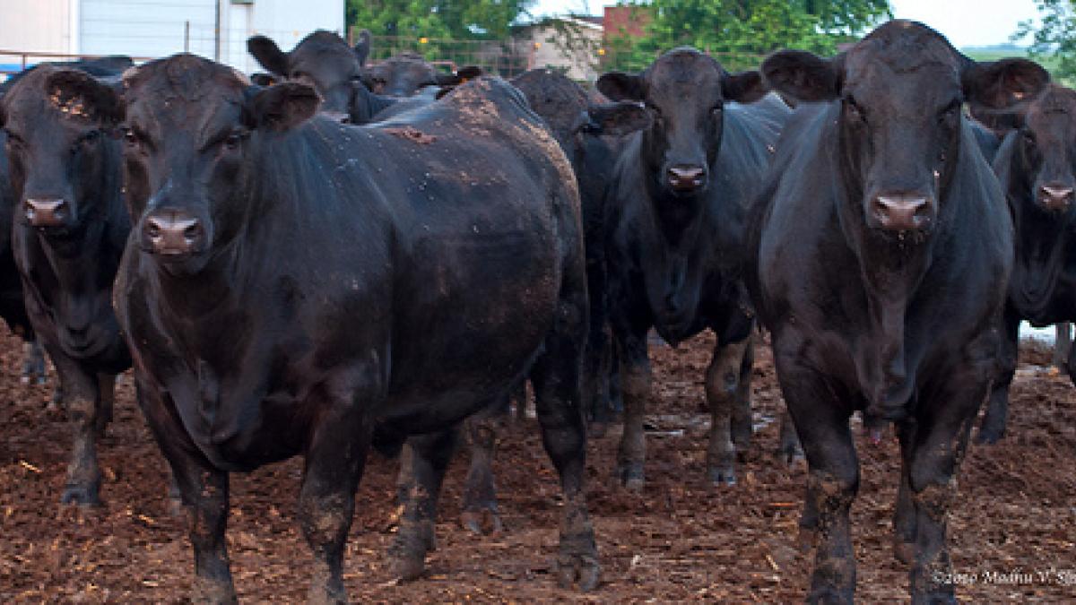 cows