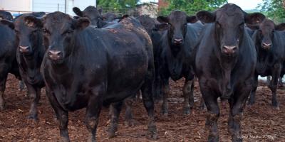 cows
